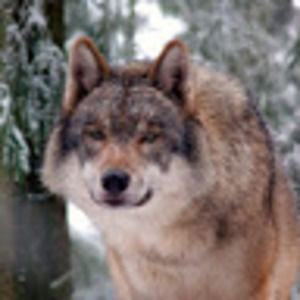 Meet your Posher, Backenya